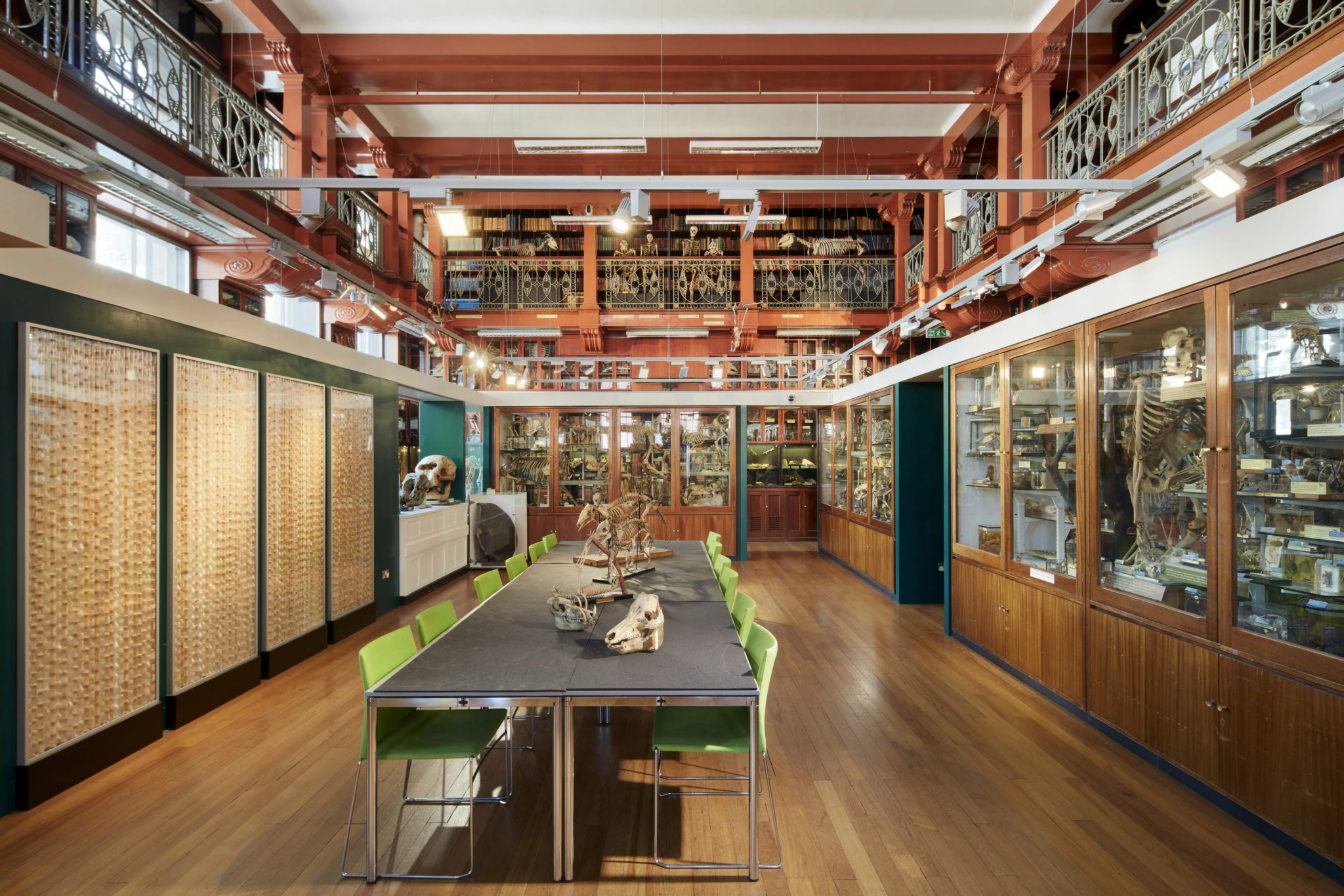 Grant Museum of Zoology, UCL (c) Matt Clayton HR