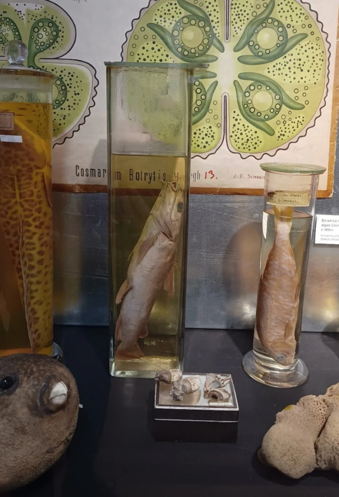 A preserved fish displayed upright in a tall glass jar with yellowish liquid, surrounded by other preserved marine specimens and shells