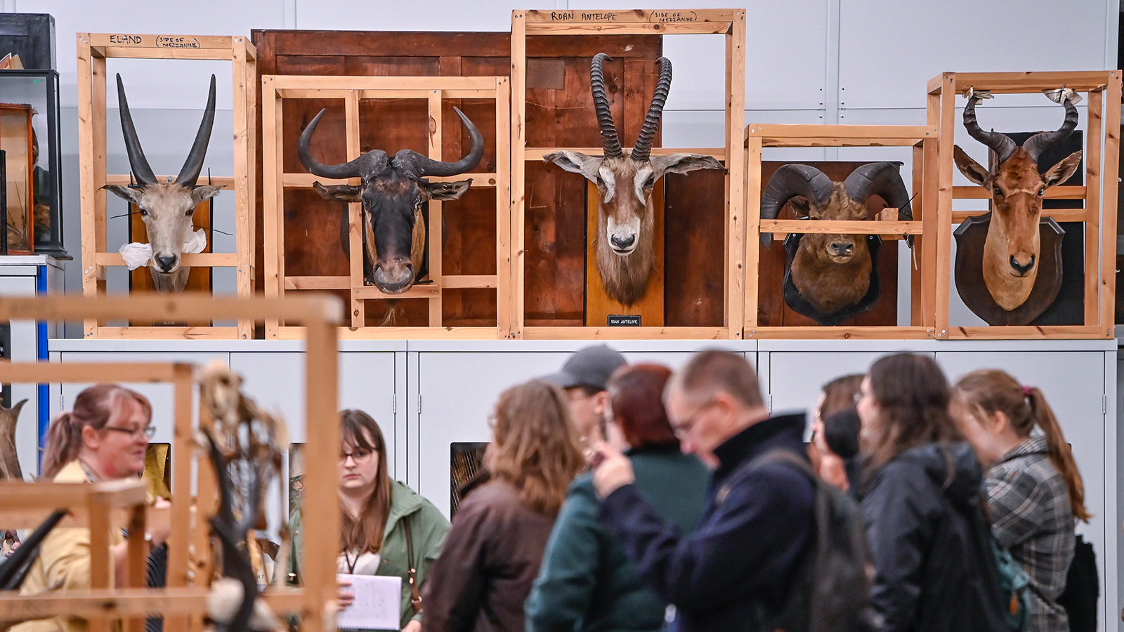 People look at a variety of taxidermied animal heads