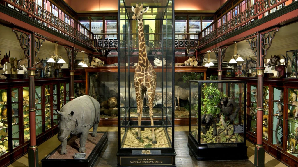A taxidermy exhibit in a Victorian-style natural history museum features a giraffe, rhino, and other animals in glass cases, surrounded by ornate railings and upper-level balconies.