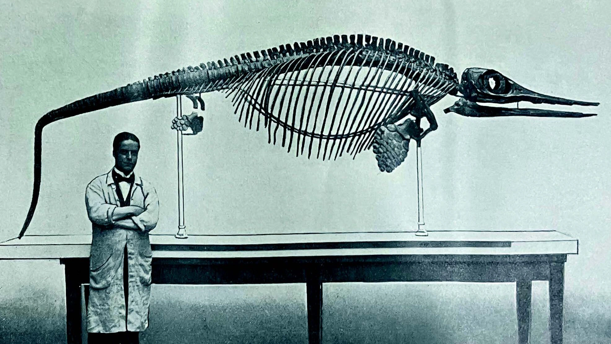A man in a lab coat stands beside a large prehistoric marine reptile skeleton displayed on a table, highlighting the fossil’s long body and elongated skull.