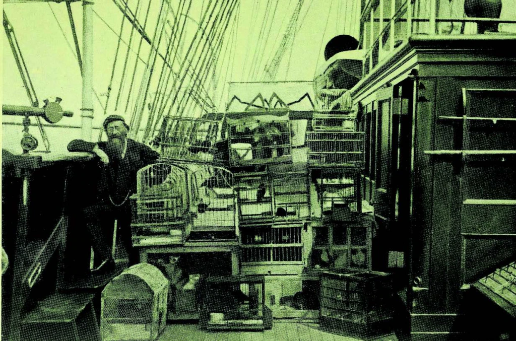 A man stands on the deck of a ship crowded with various birdcages and crates, surrounded by rigging and parts of the ships structure, all tinted in green.