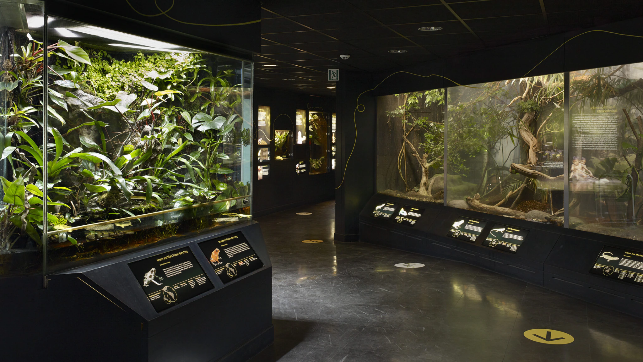 A dimly lit indoor zoo or museum exhibit with glass enclosures displaying plants, reptiles, and informational panels; yellow arrows are marked on the dark floor to guide visitors.