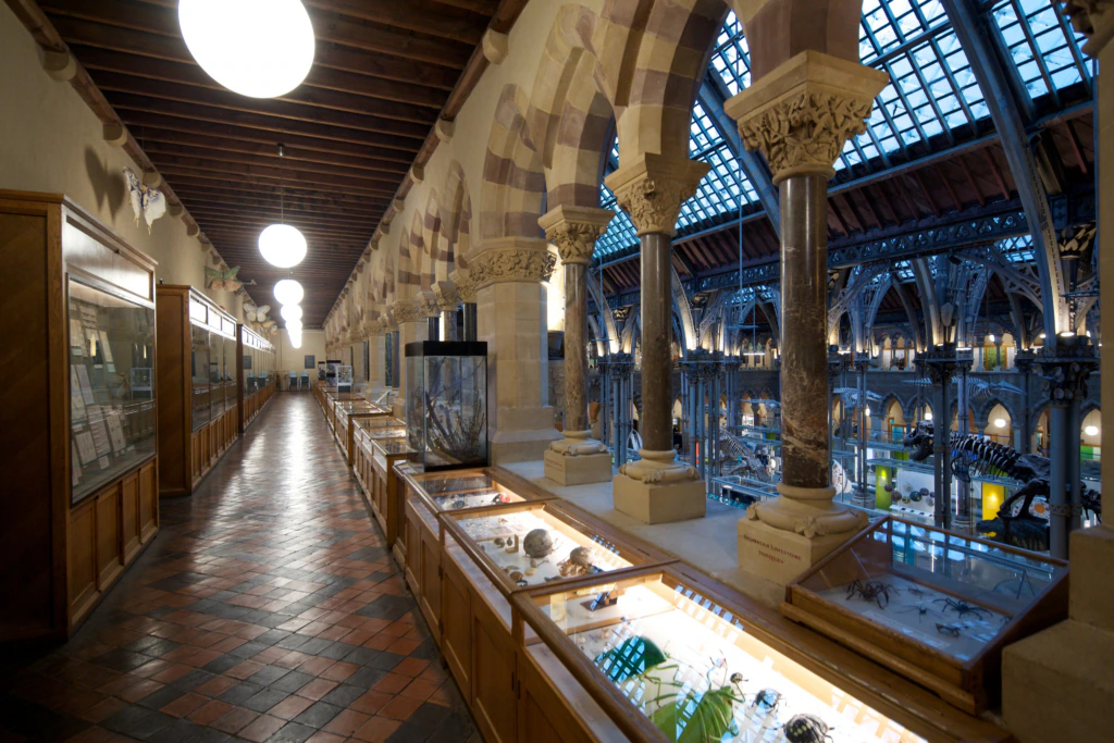 A museum interior with arched stone columns, glass display cases lining a tiled hallway, and a large, open exhibition hall visible through the arches, illuminated by hanging globe lights.