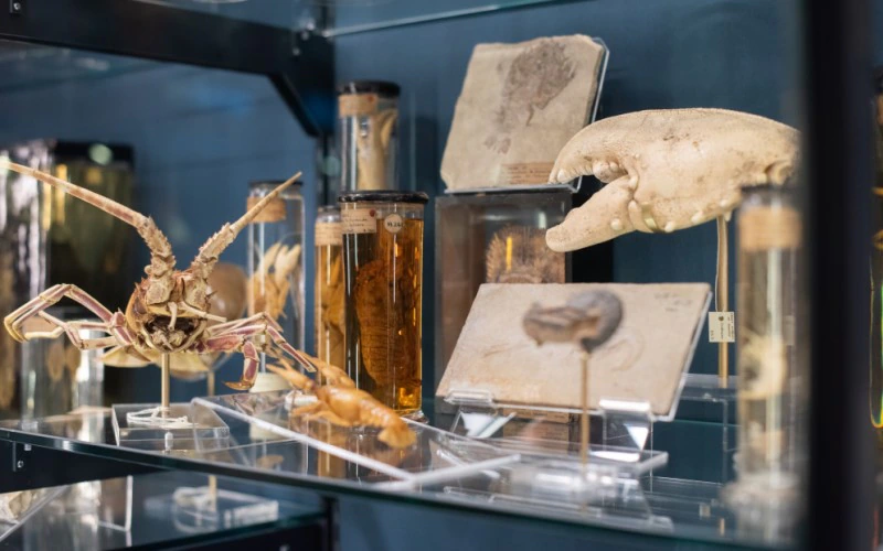 Various preserved marine specimens and fossils displayed on glass shelves, including a crustacean, a crab claw, and jars with preserved organisms in liquid.
