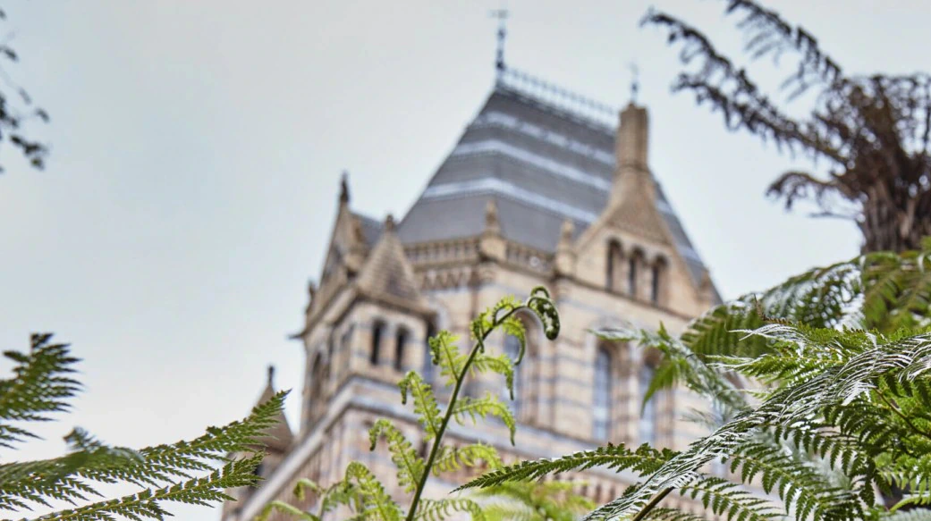 Green fern leaves in the foreground with a historic stone building featuring a tall, pointed roof and twin spires blurred in the background against a pale sky.