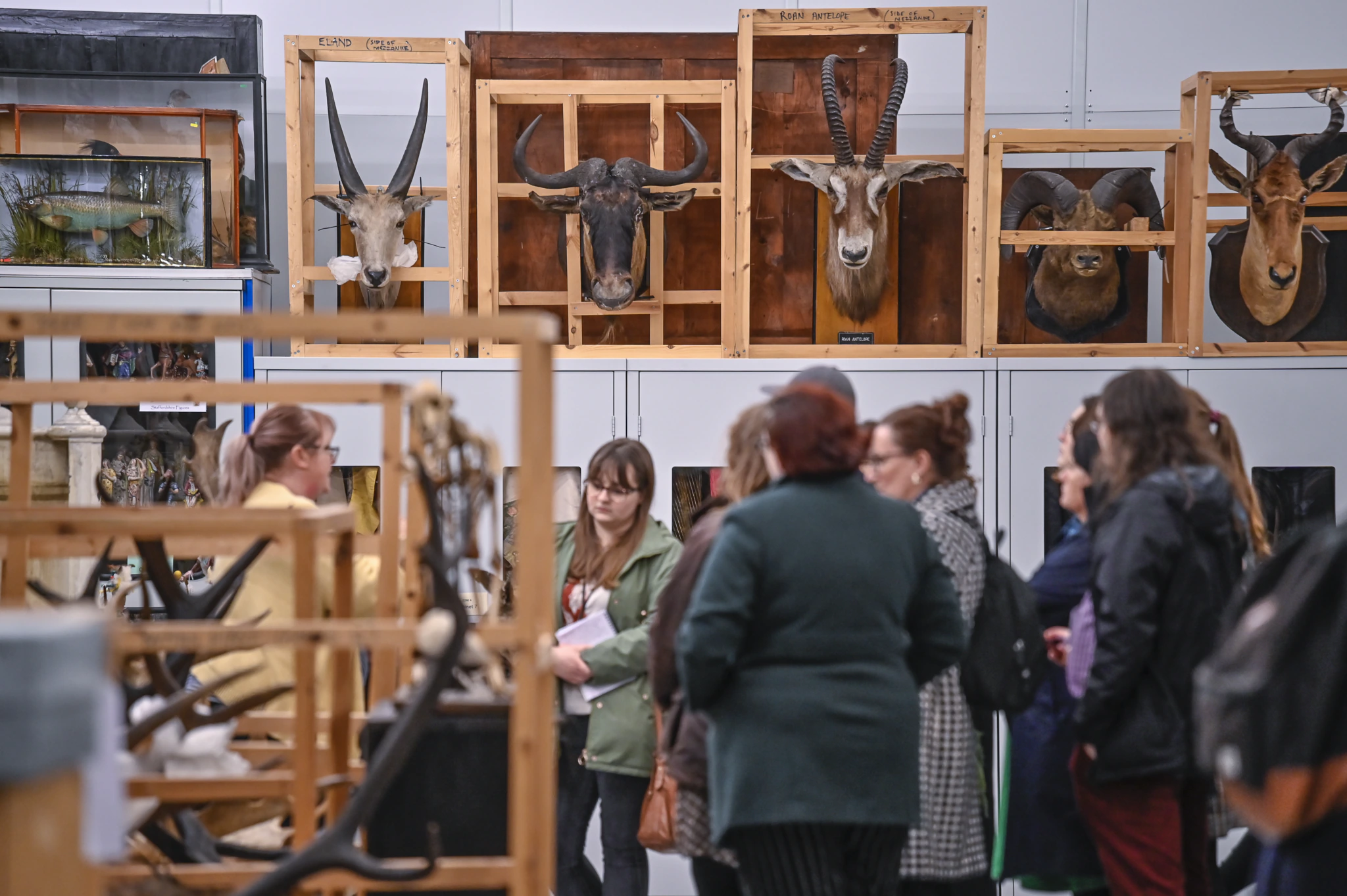 A group of people stands in a room with mounted animal heads and horns displayed on shelves and racks behind them, resembling a natural history collection or museum storage area.