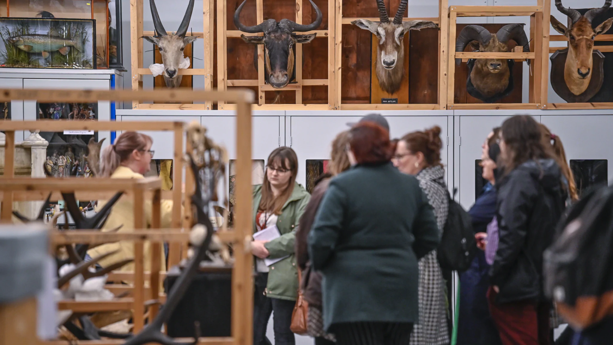 A group of people stands in a room with mounted animal heads and horns displayed on shelves and racks behind them, resembling a natural history collection or museum storage area.