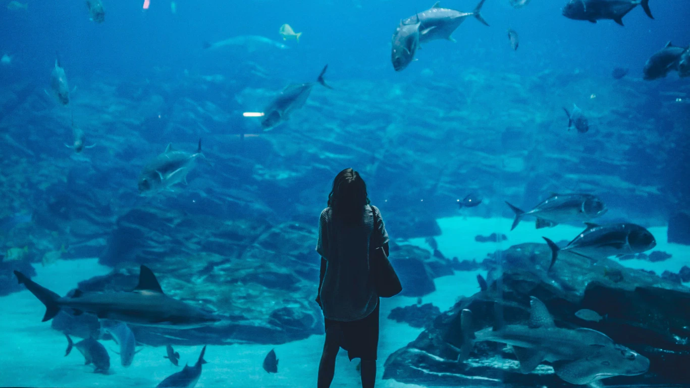 A person stands in front of a large aquarium tank, silhouetted against blue water with various fish and sharks swimming among rocks and sea plants.