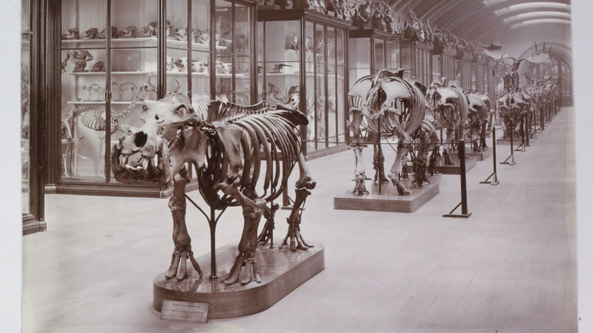 Dinosaur skeletons are displayed in glass cases and on stands in a long, arched museum hall, with several large skeletons visible in the foreground and background.