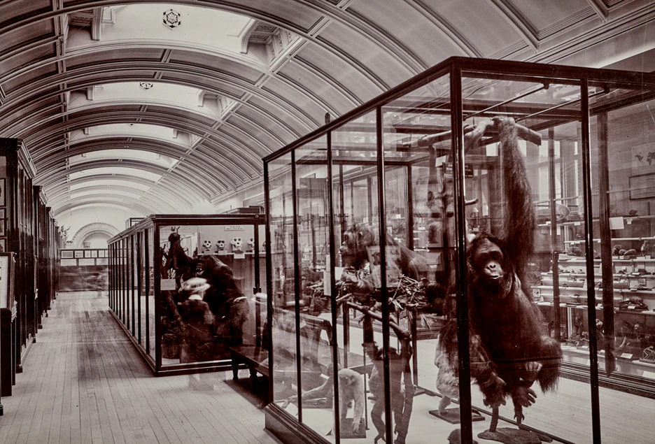A sepia-toned photo shows a museum hall with vaulted ceilings, wooden floors, and glass display cases featuring taxidermy animals, including a large orangutan with one arm raised.
