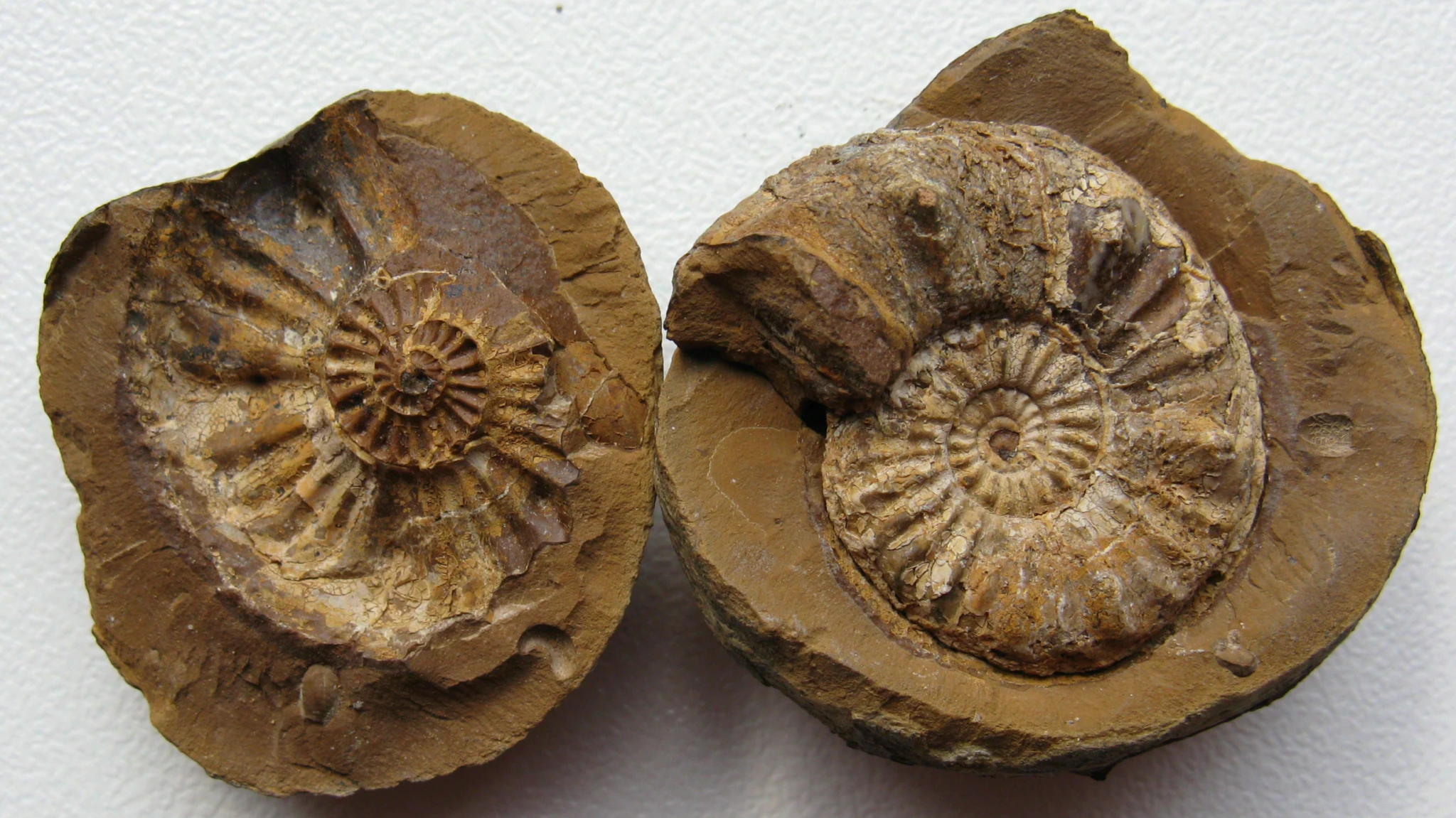 Two brown rock fossils with visible spiral ammonite shells embedded inside, placed side by side on a white textured surface.